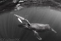   Baby Steps Humpback whale her calf swimming together Socorro Islands. Islands  
